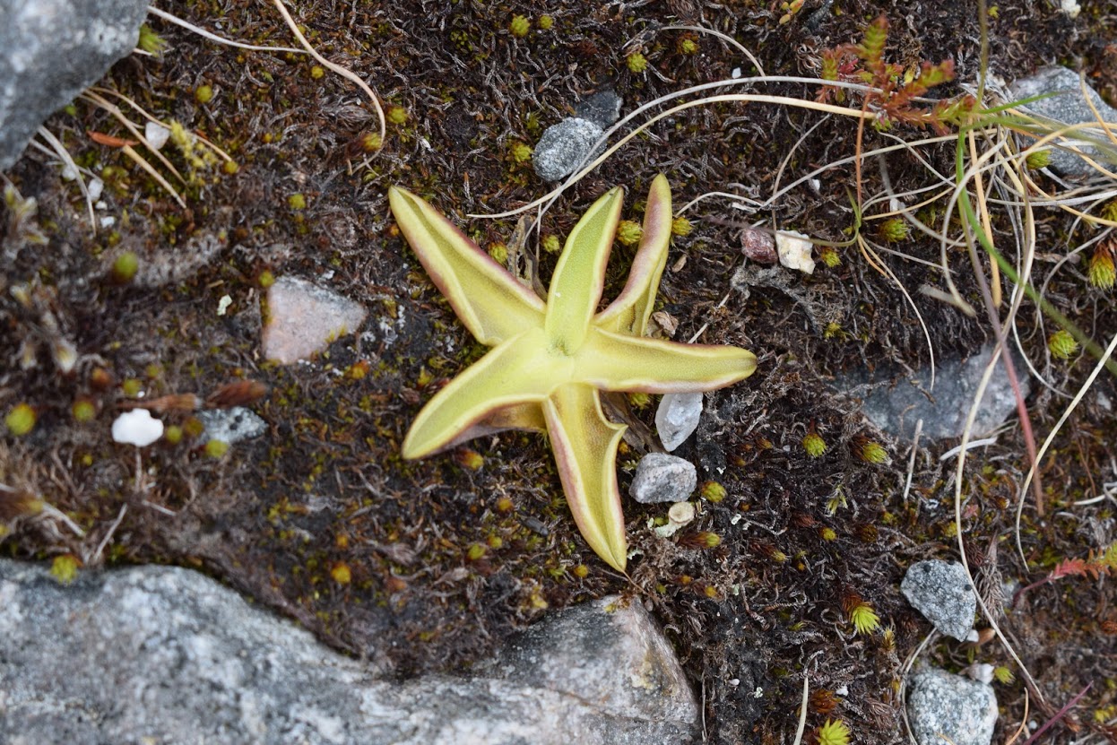 Star-shaped plant found growing next to the path