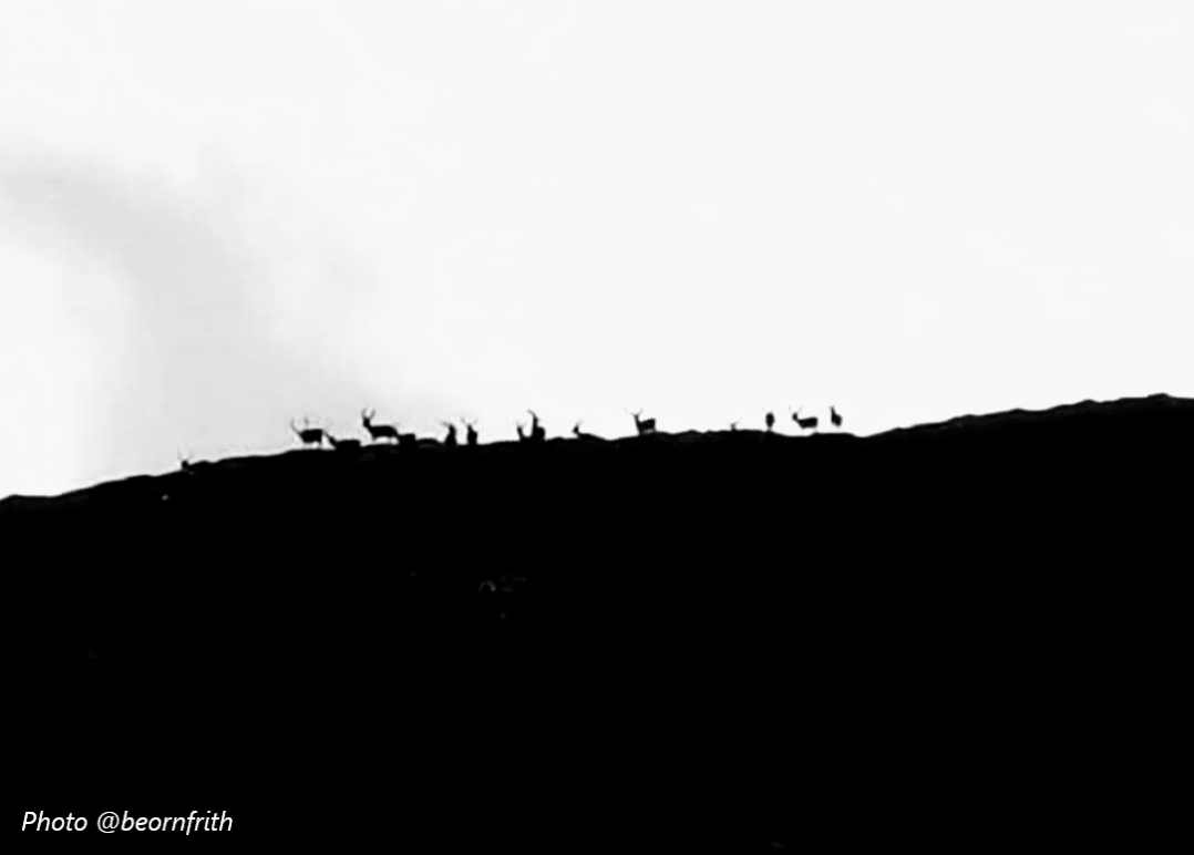 Herd of deer silhouetted on the top of a hill