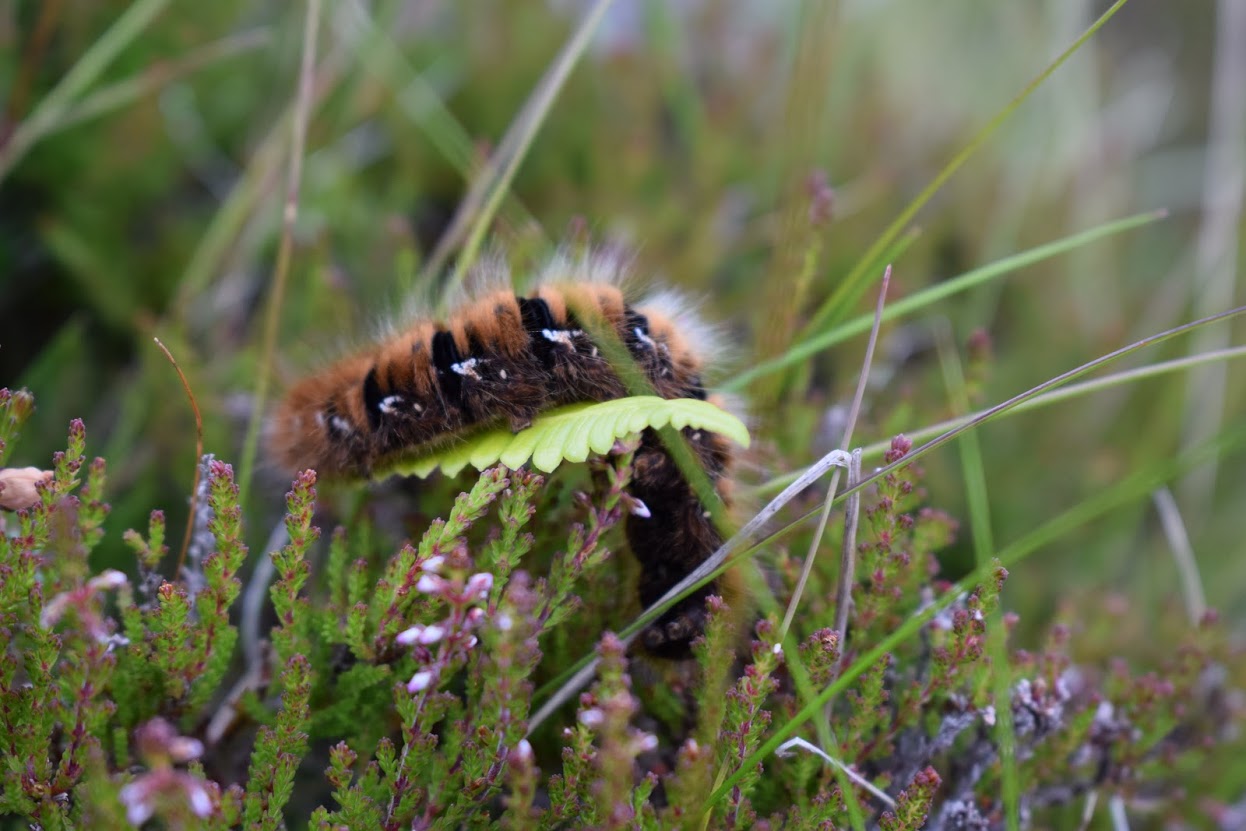 Caterpillar in the heather