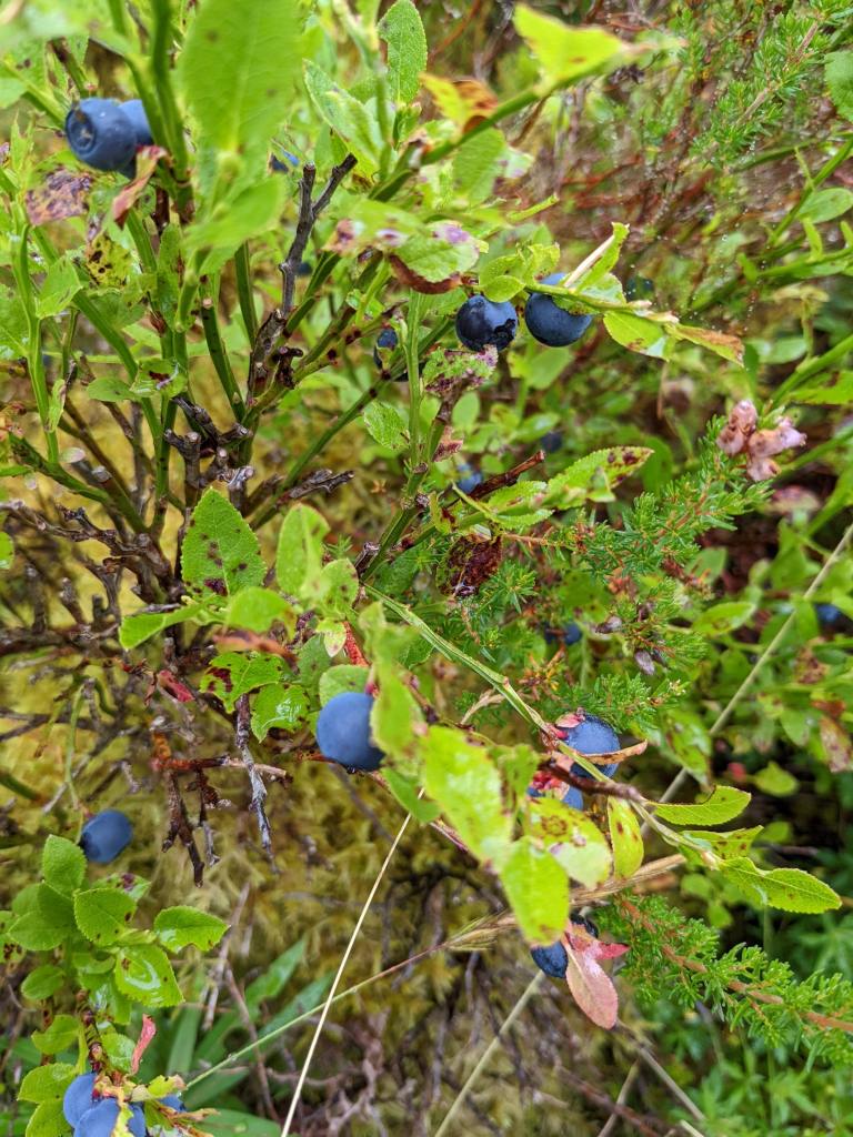 Close up of a blaeberry shrub