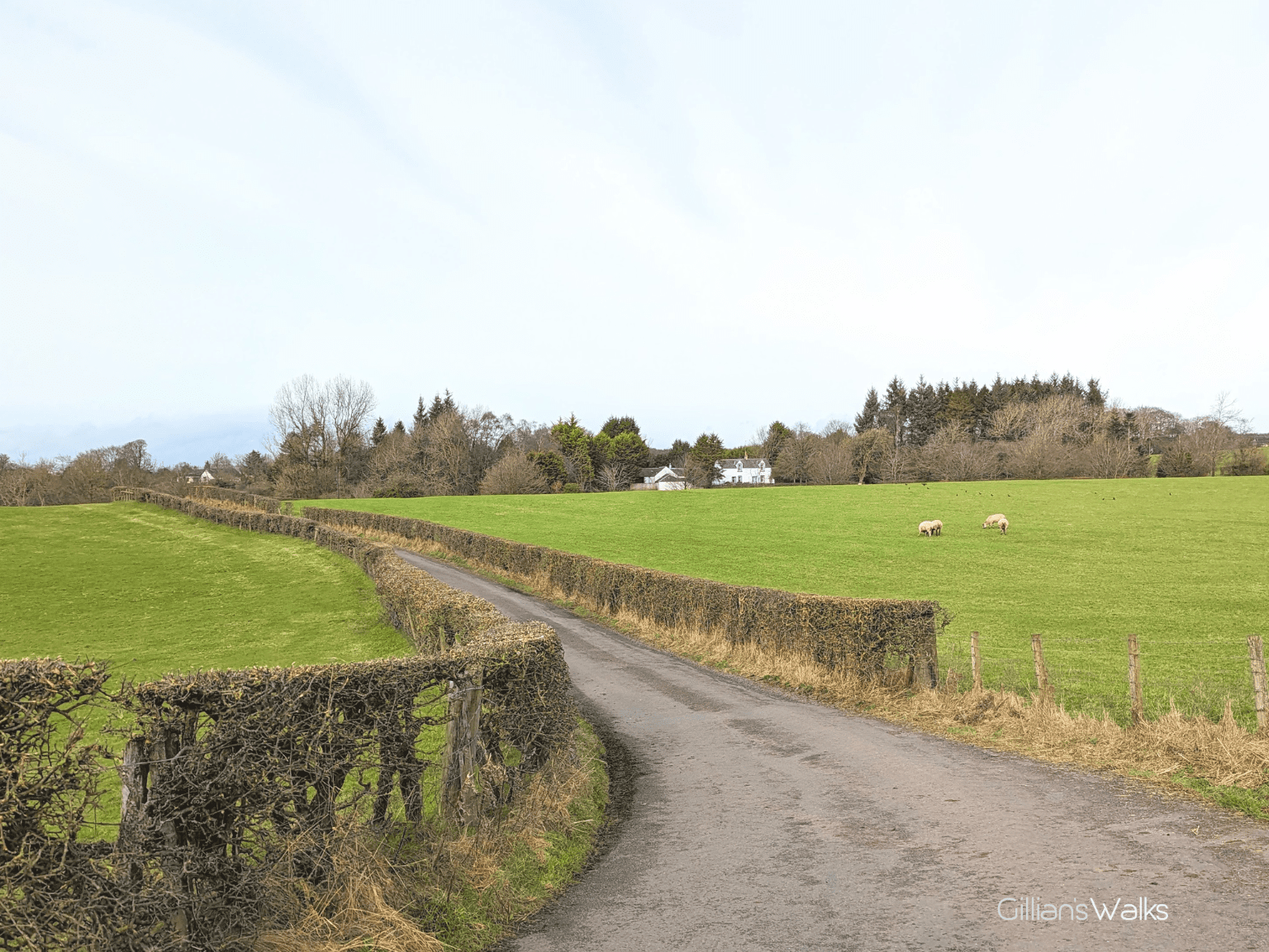 Country lane with well-maintained hedgerows either side, each containing a grassy field with grazing sheep