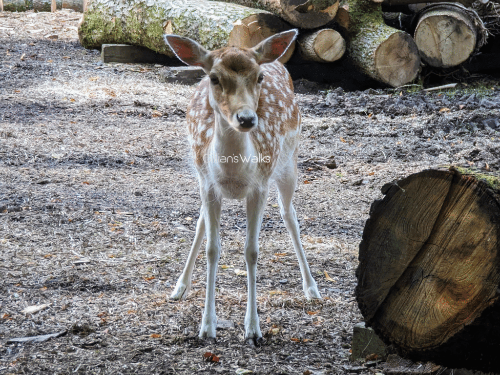 fallow deer