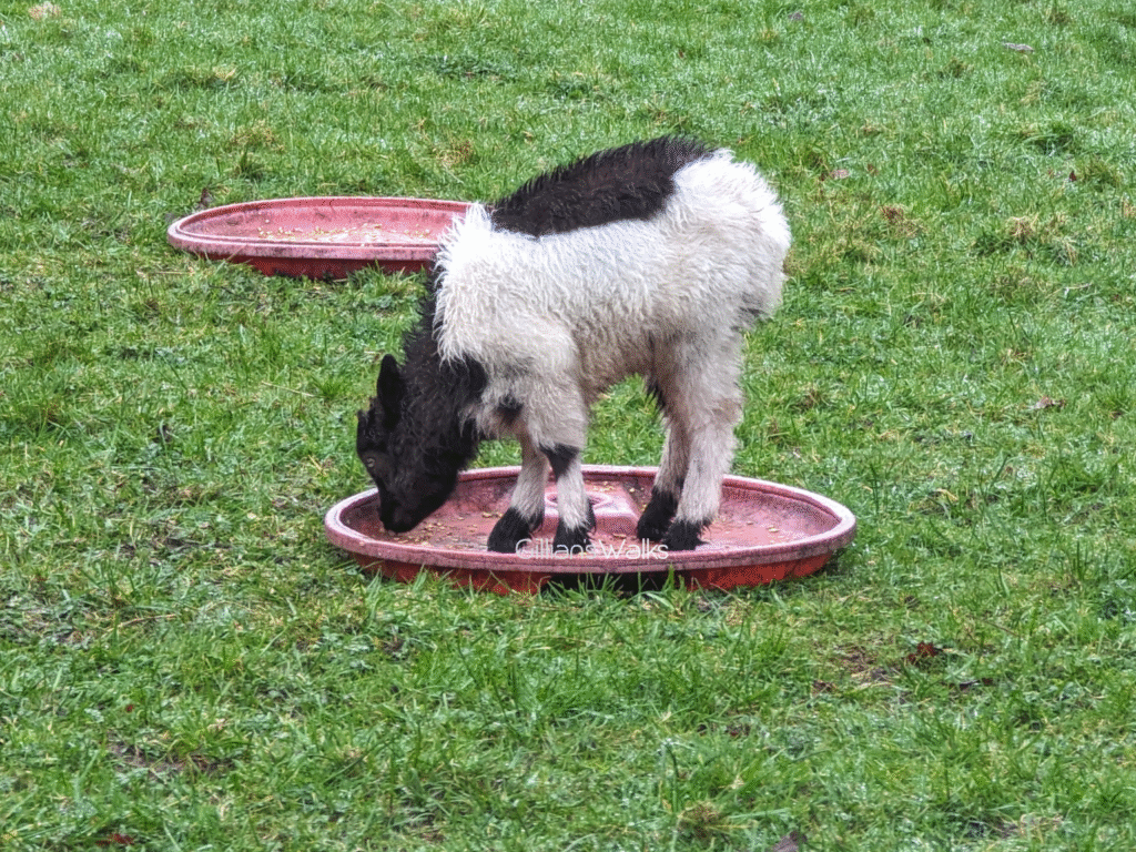 young goat standing on its feeding plate