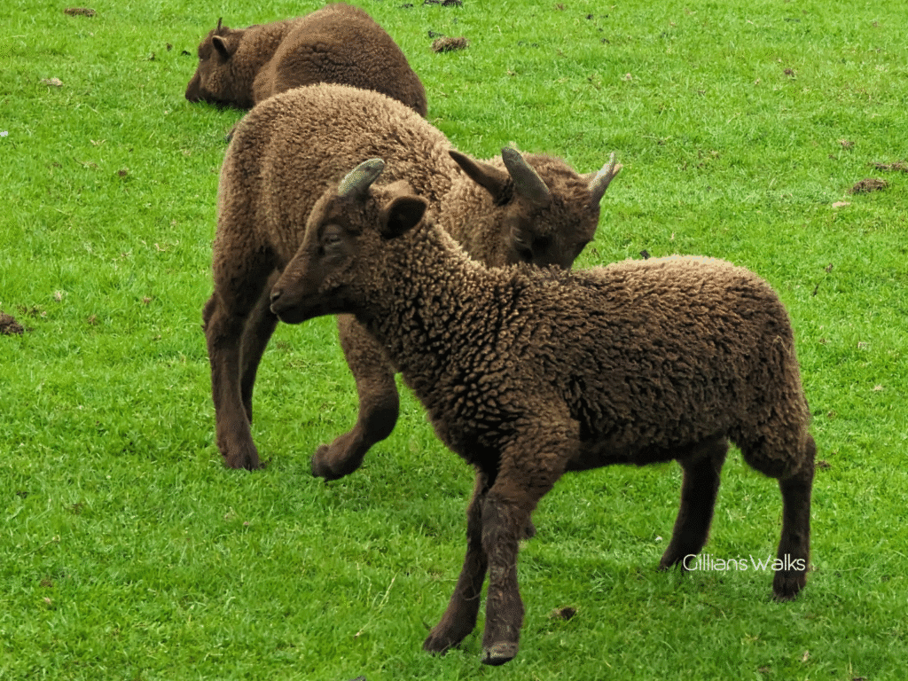 young Manx sheep