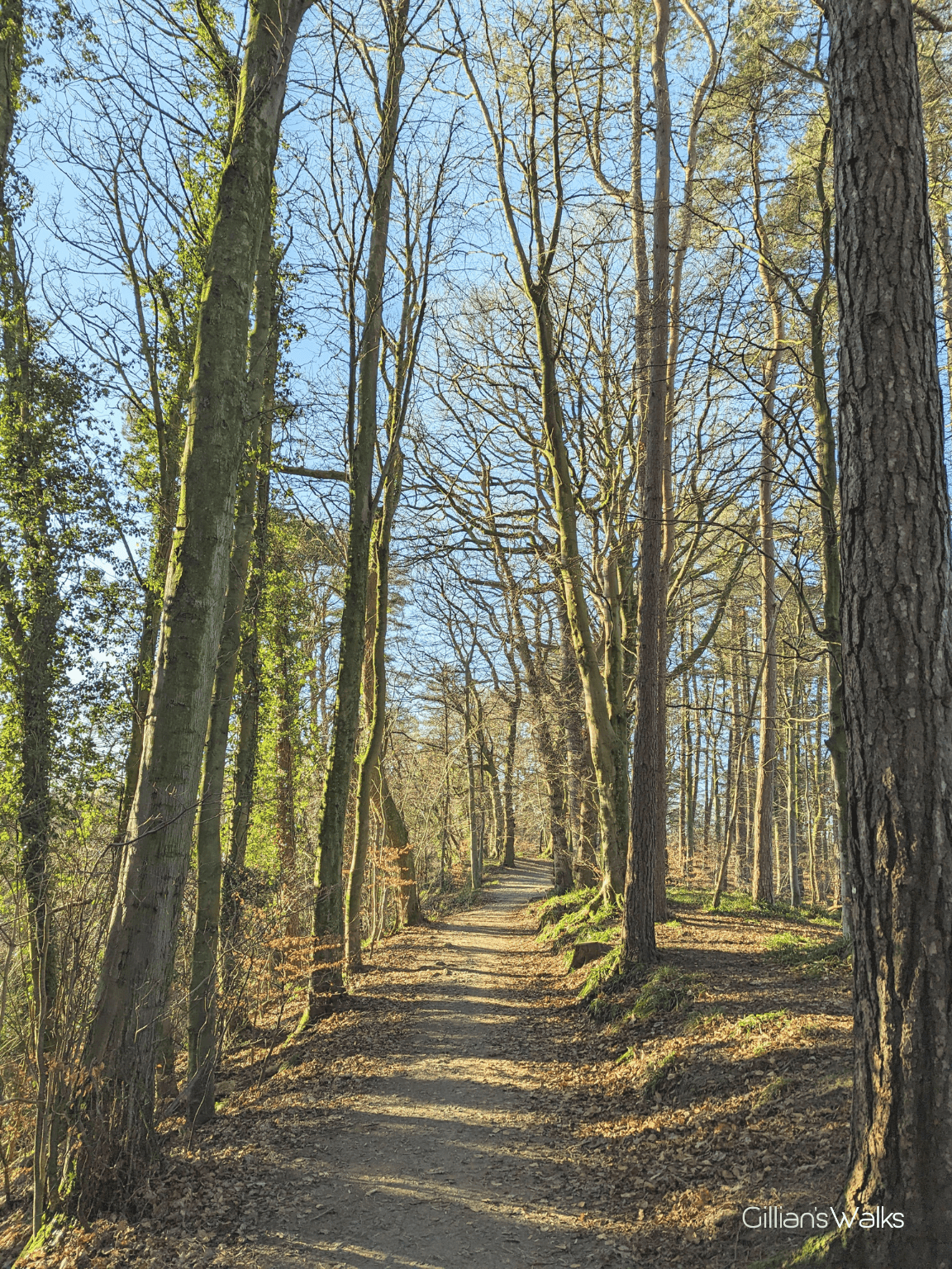 Woodland trail with sunlight shining through the bare trees creating shadow stripes on the ground