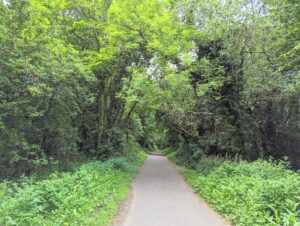 A smooth cycle track under a canopy of summer trees