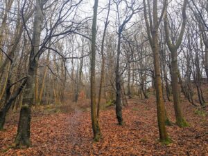 A woodland scene showing bare trees and the ground carpeted with autumn leaves