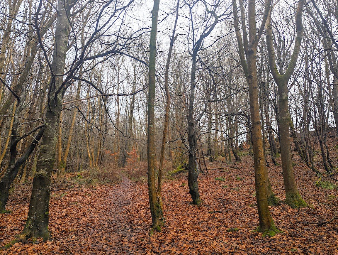 A woodland scene showing bare trees and the ground carpeted with autumn leaves