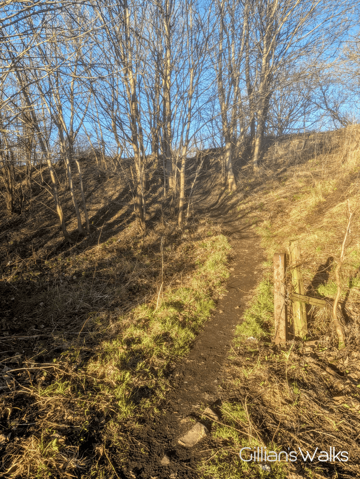 Narrow earth trail on a steep wooded embankment 