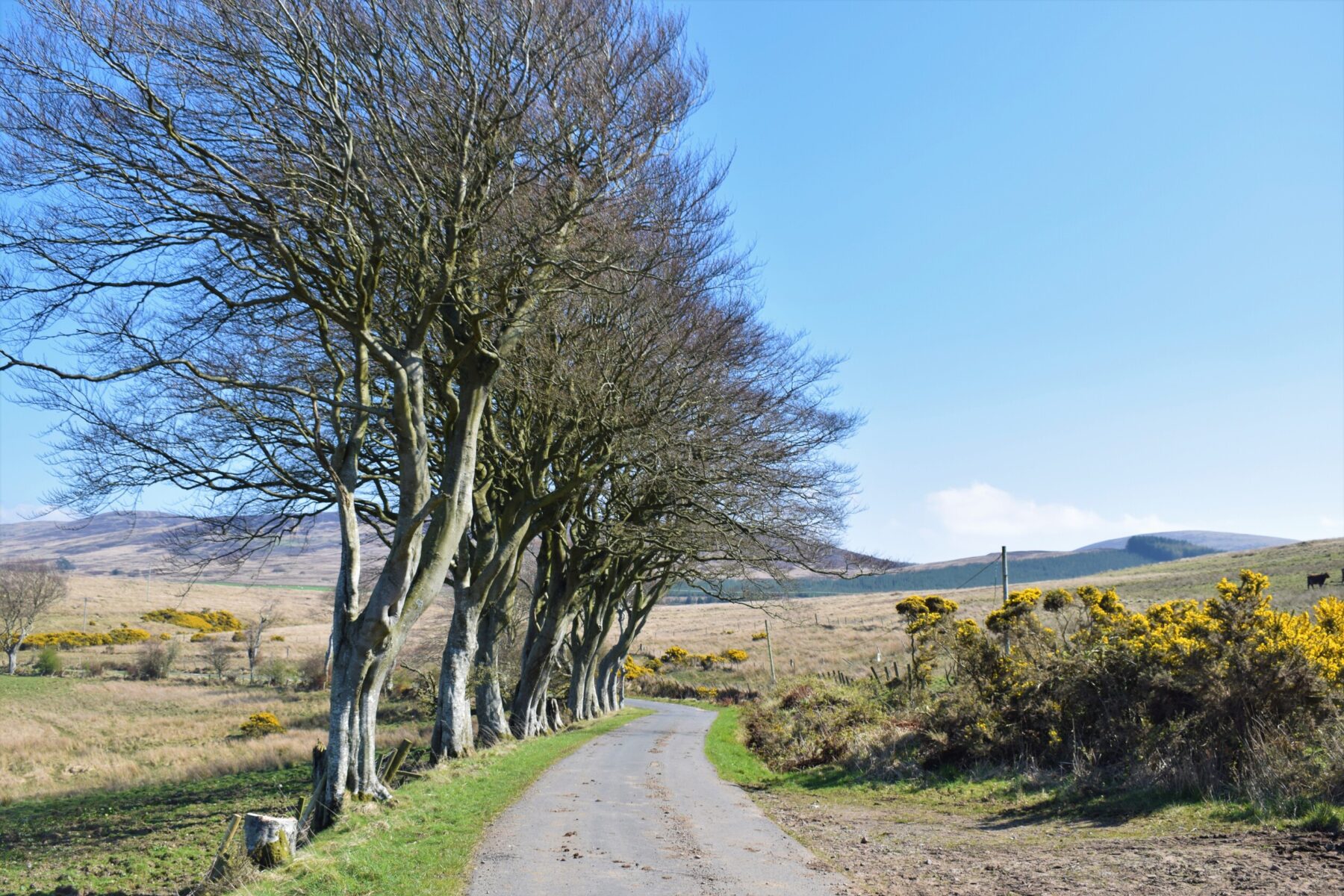 A gravel farm track with a row of mature trees lining it at the left-hand-side