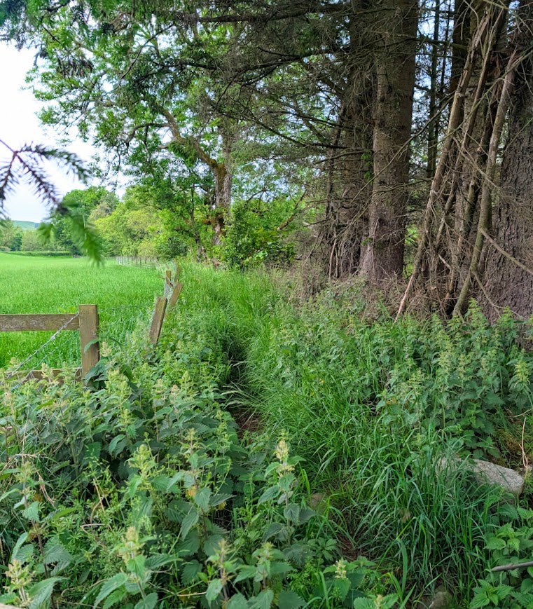 Lots of tall nettles lined with a barbed wire fence on the left and a row of trees to the right