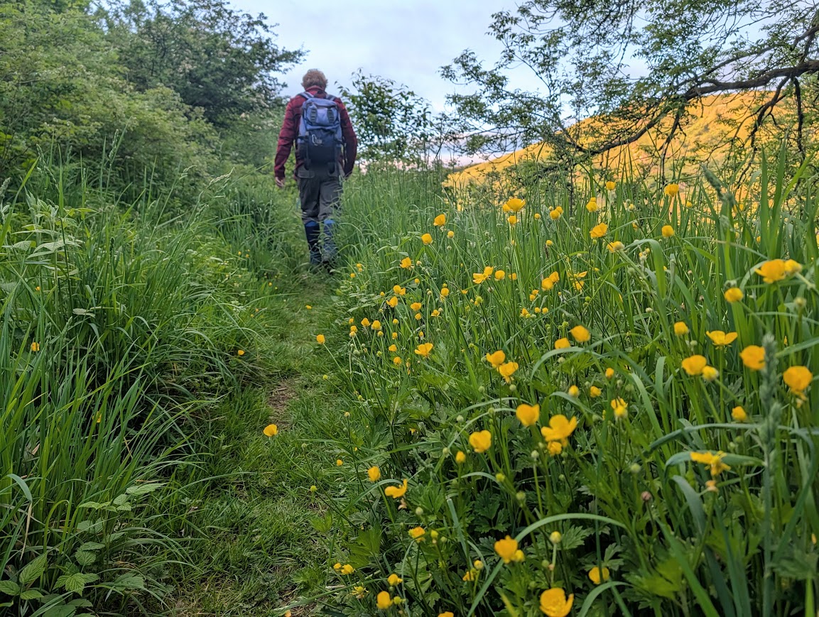 Man walking along a narrow grassy trail lined with hundreds of buttercups 