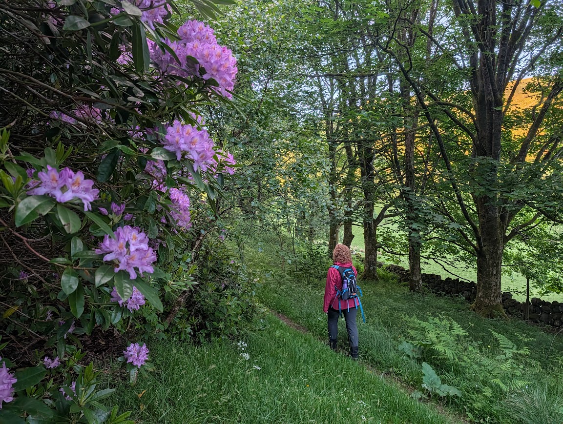 Woman walking along a woodland trail with a tall Rhododendron bush to her left with large purple blooms