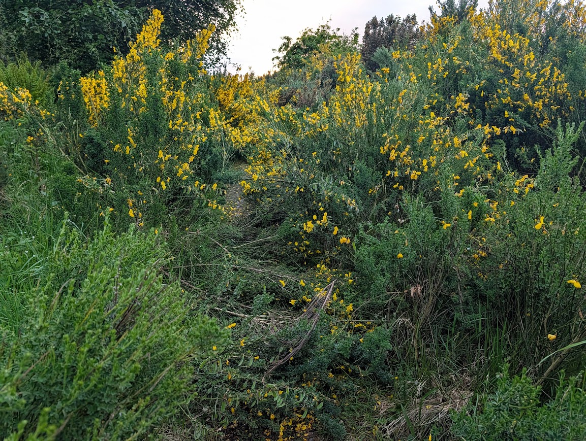 The track cannot be seen behind a swathe of Broom and Gorse plants