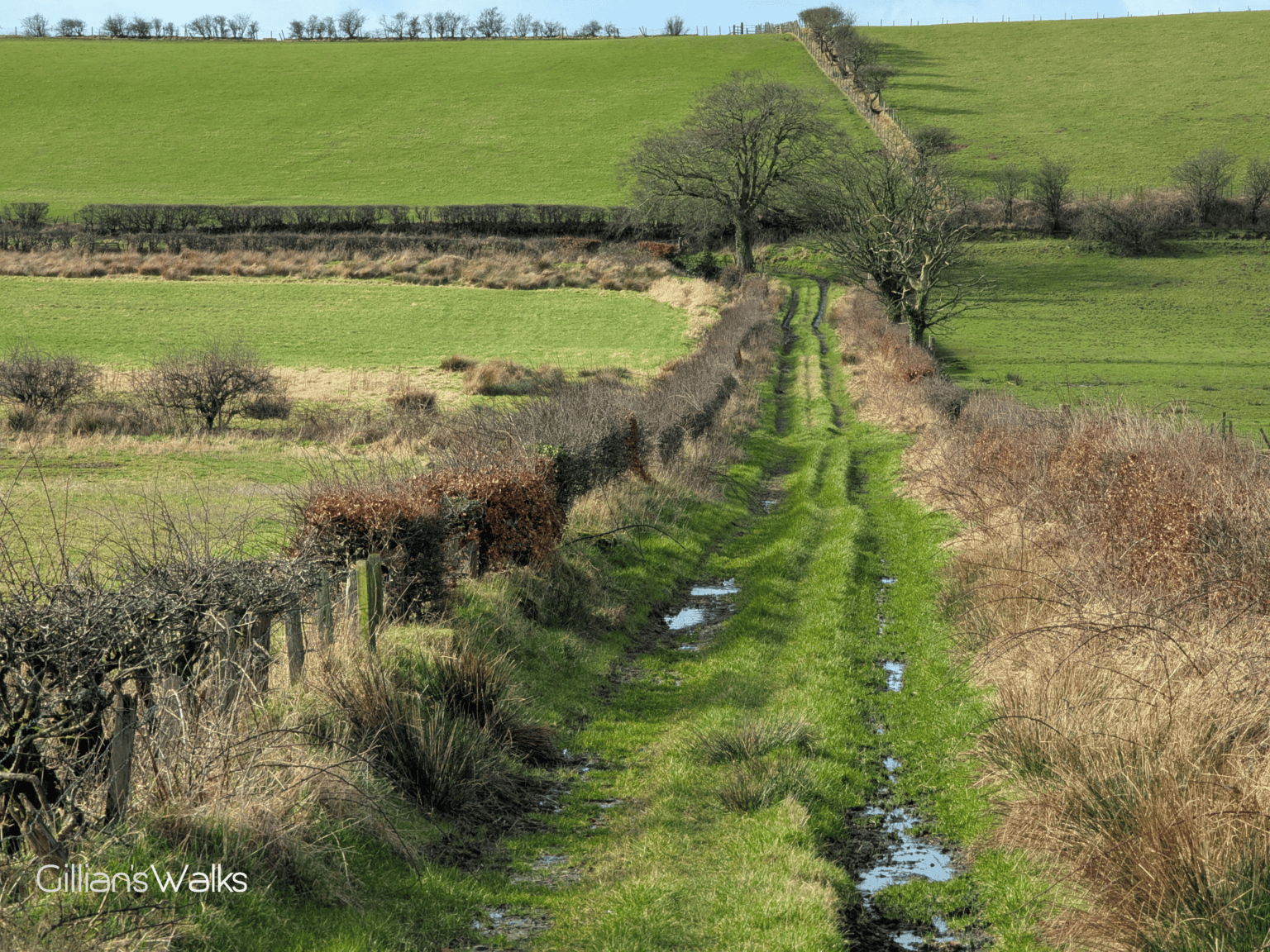 A grassy hedge-lined farm track with a few puddles in it