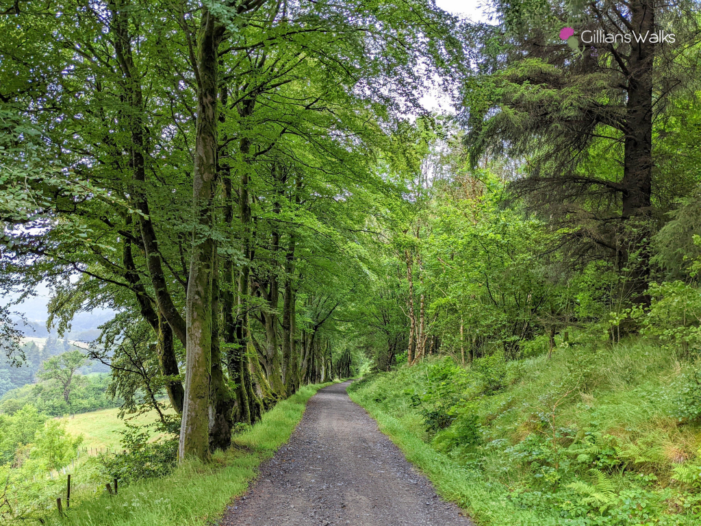 Single track gravel road lined with beech trees