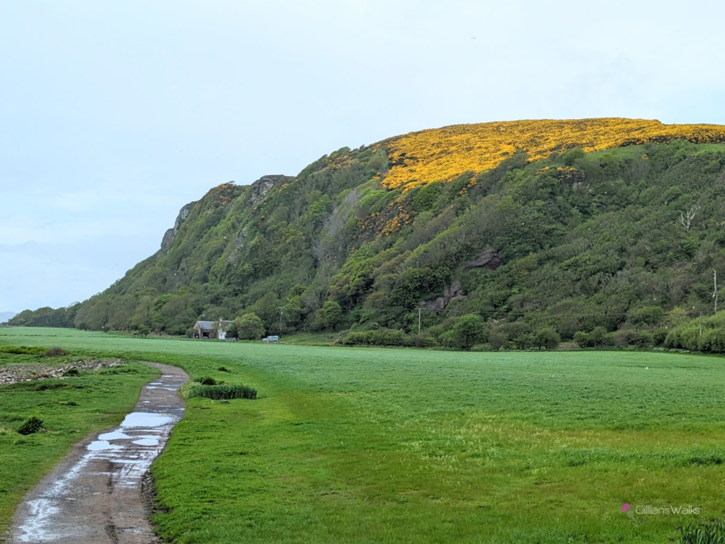 yellow gorse on clifftops at Portencross
