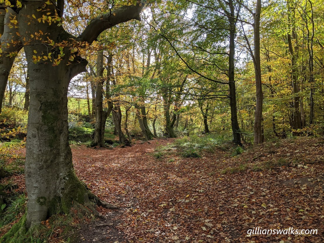 Brockle Woods in the autumn with leaves lining the path