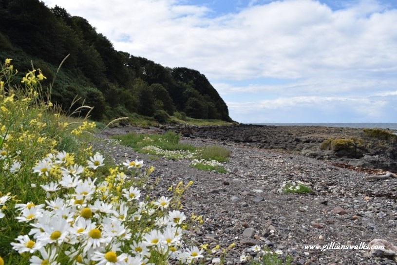 Daisies growing on a pebble beach - photo taken a low tide
