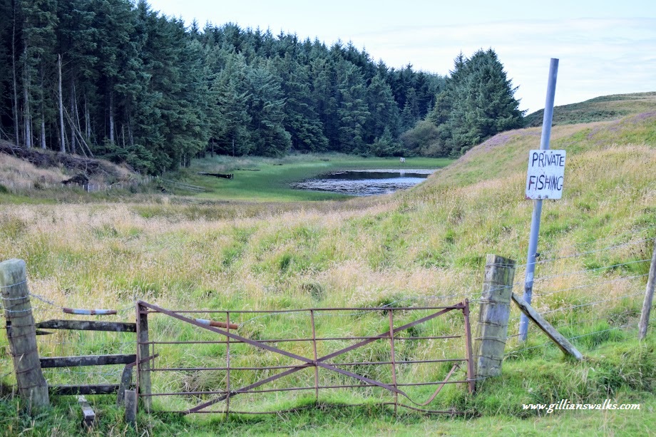 An old metal gate leading to a small fishing loch surrounded by mature forestry. A sign at the gate says "Private Fishing". 