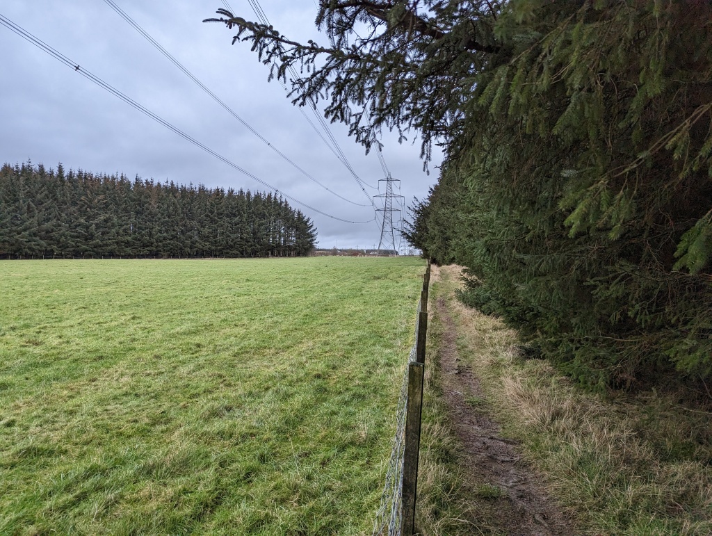 Narrow path bordered by a field on one side and conifer trees on the other