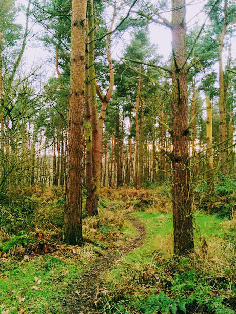 Narrow woodland path