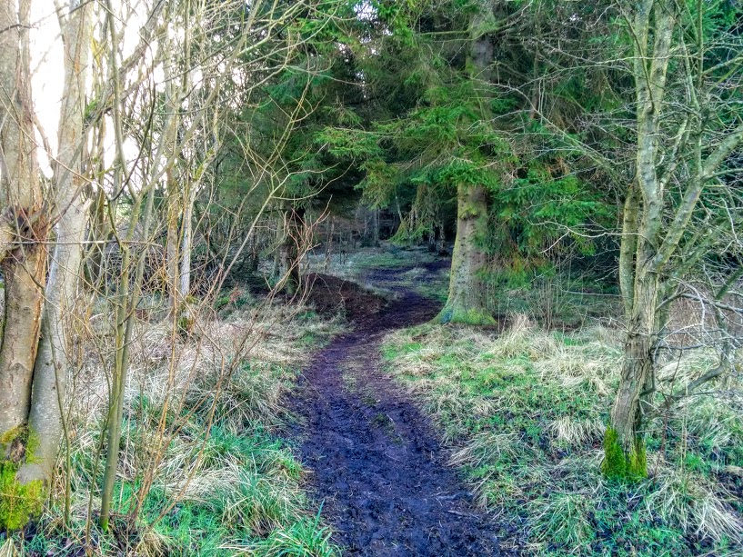 Muddy woodland path