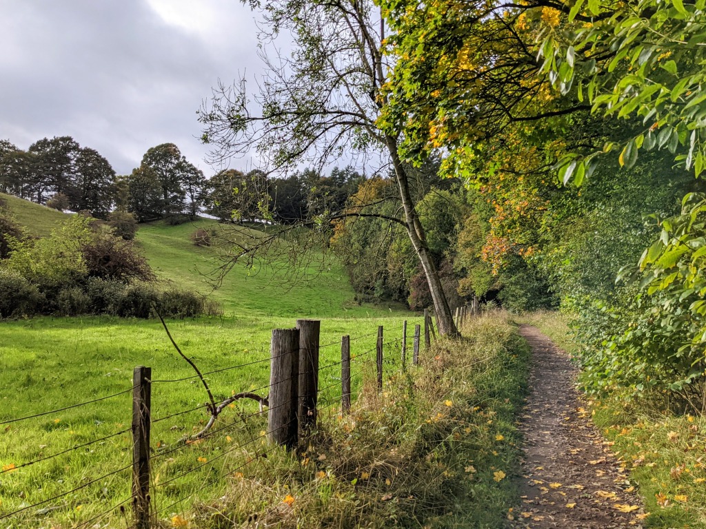 Woodland path beside grassy field