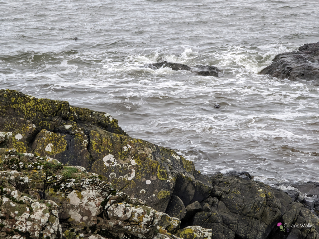 Heads of two seals bobbing out the choppy water at Currarie Port, Ayrshire. 