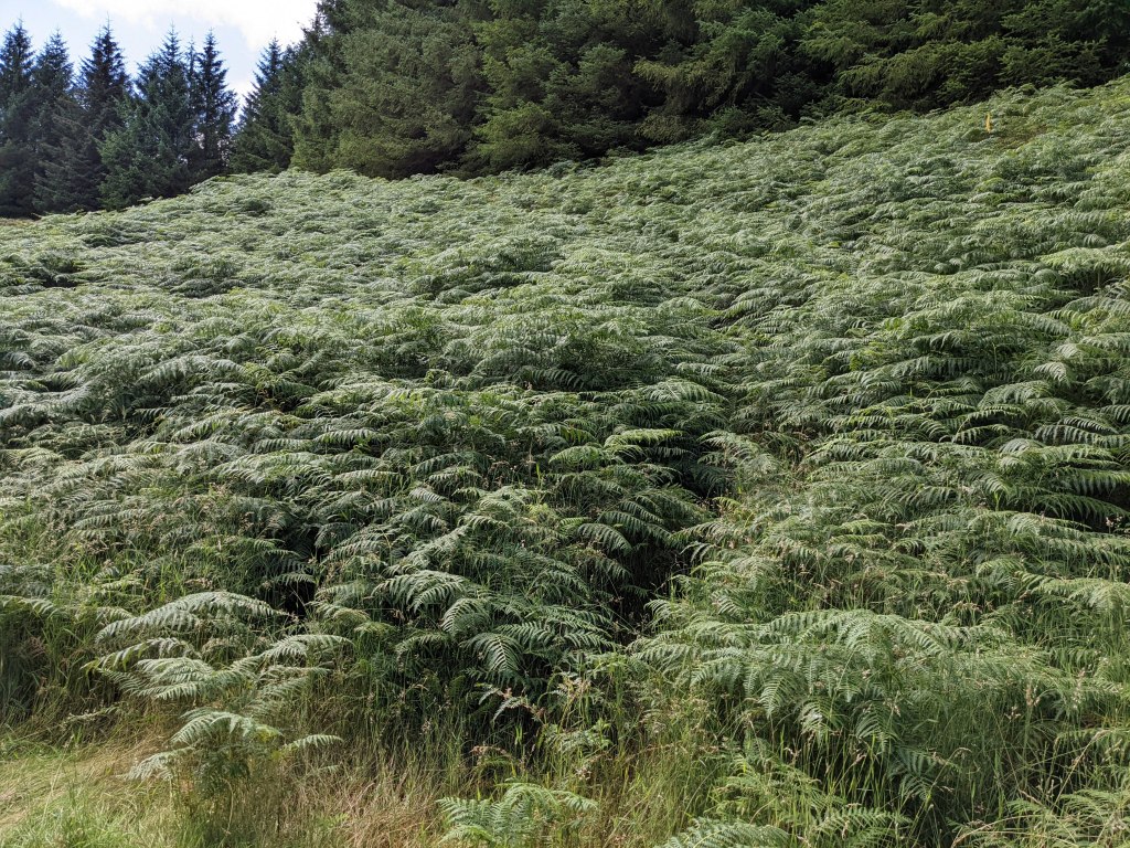A hillside of thick, high fern hiding the path