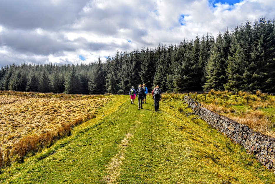 Group walking along a wide grassy footpath towards the forest 
