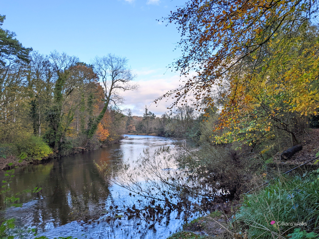 River Ayr in spate, seen through a gap in the trees