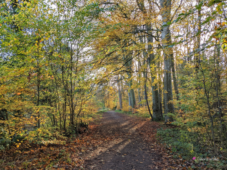 Woodland trail with autumn colours