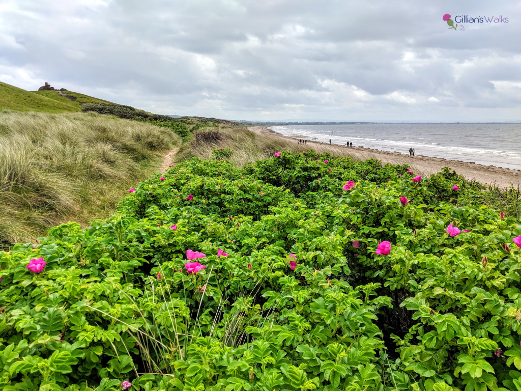 Wild roses in bloom on the sand dunes above Irvine Bay
