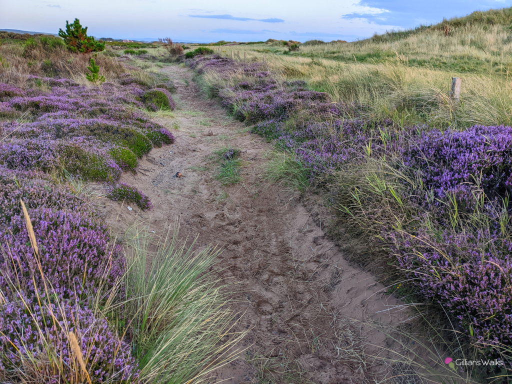 Sandy trail lined with purple flowering heather