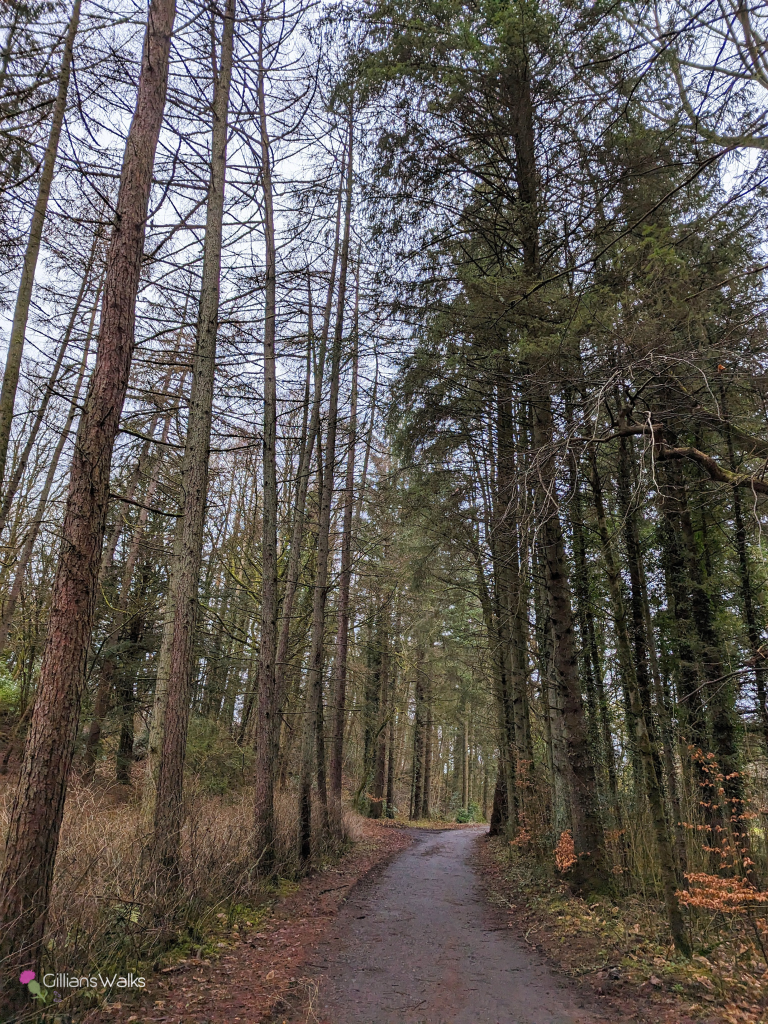 Woodland path, Caprington Woods Kilmarnock