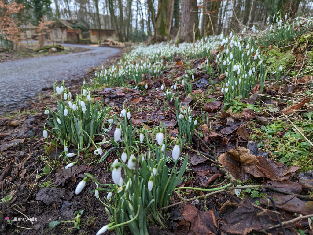 Snowdrops beside the path in Caprington Woods