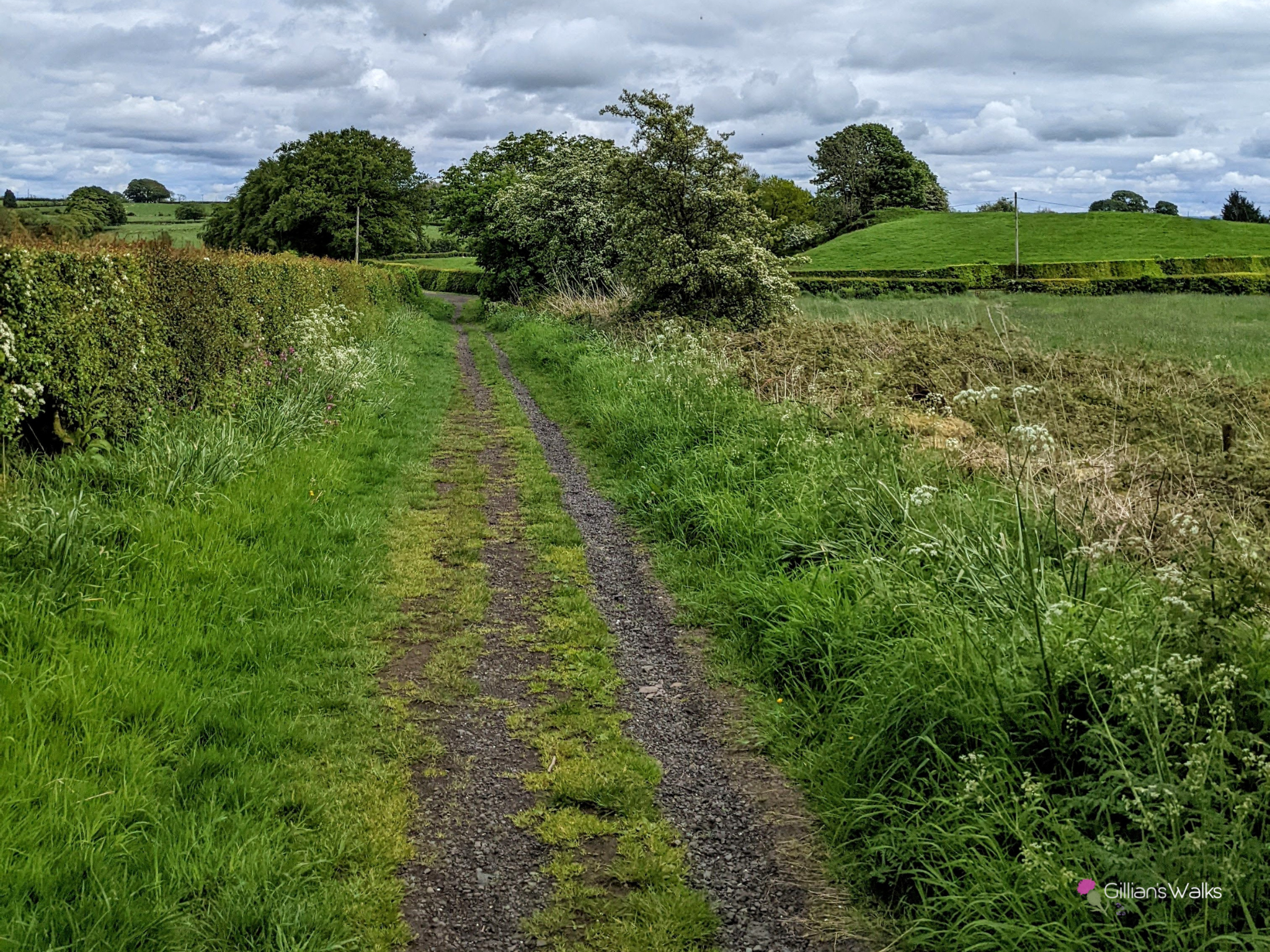 Farm track in the Dunlop countryside