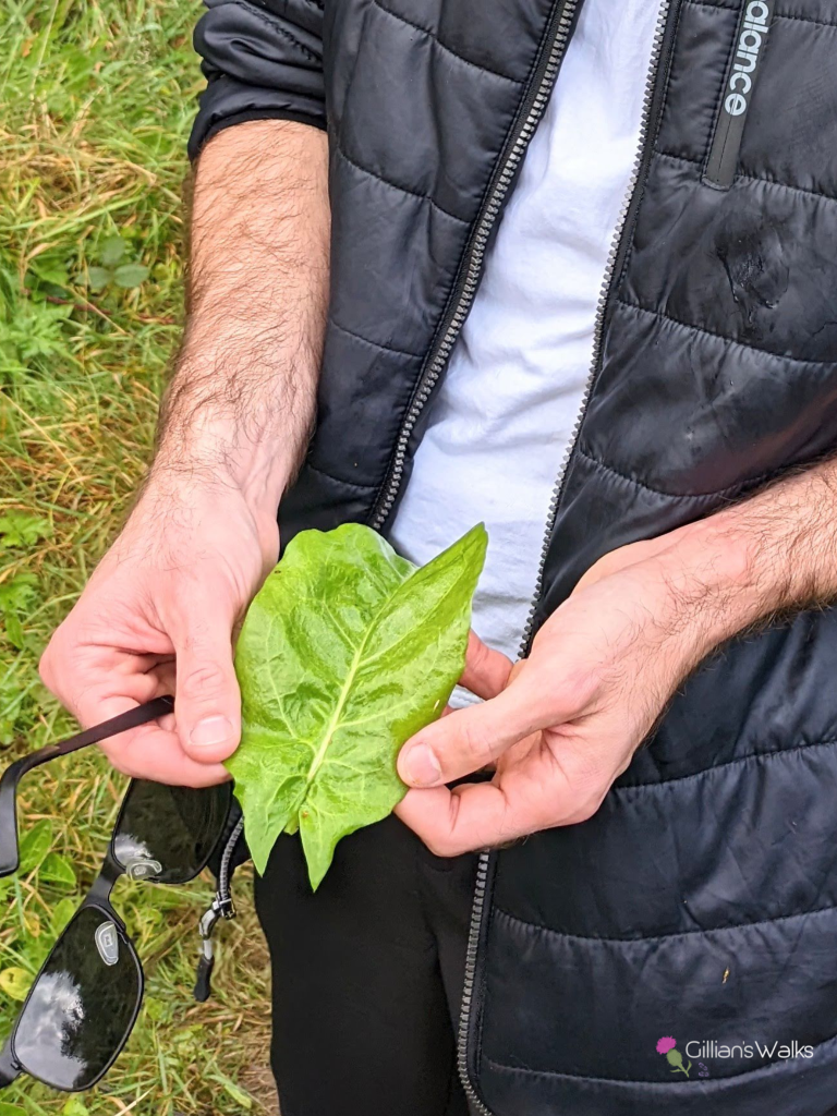 A man holding a hand-sized common/sheep sorrel leaf