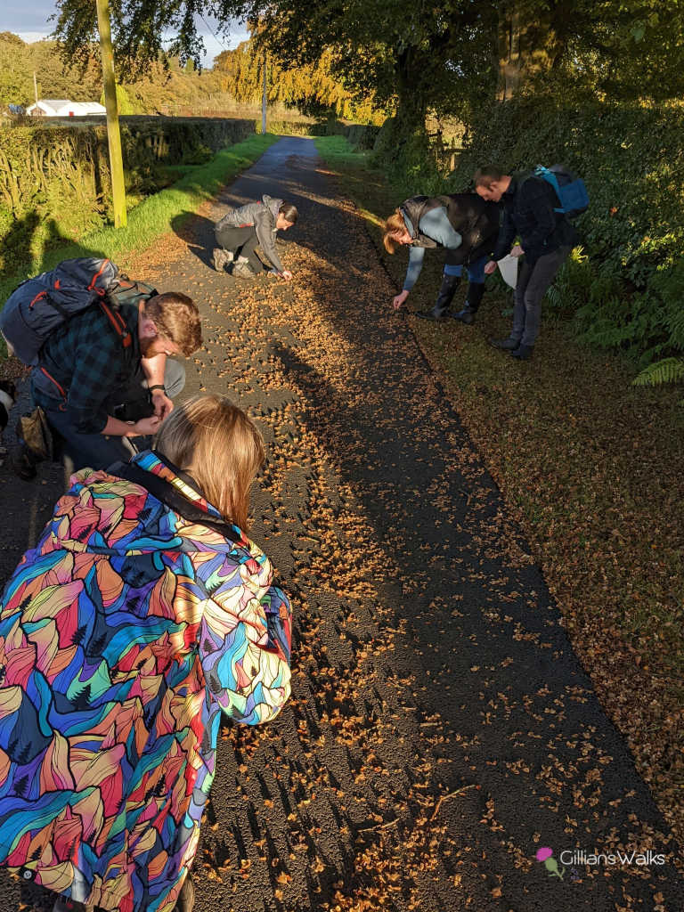 Group of people crouching down collecting beech nuts off the road