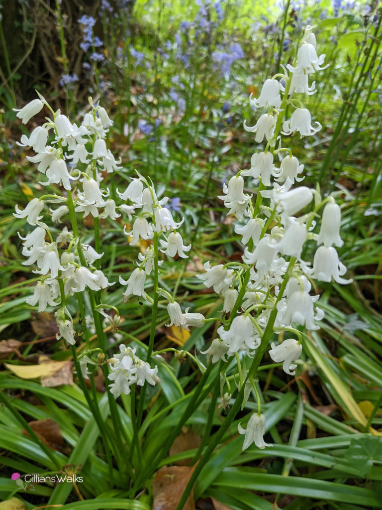 Bunch of white bluebells