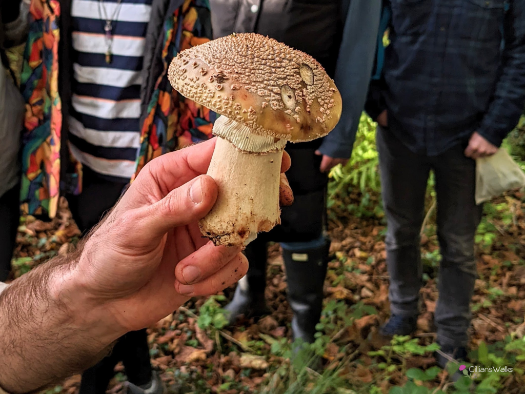 Blushing amanita fungi 