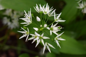 wild garlic flower