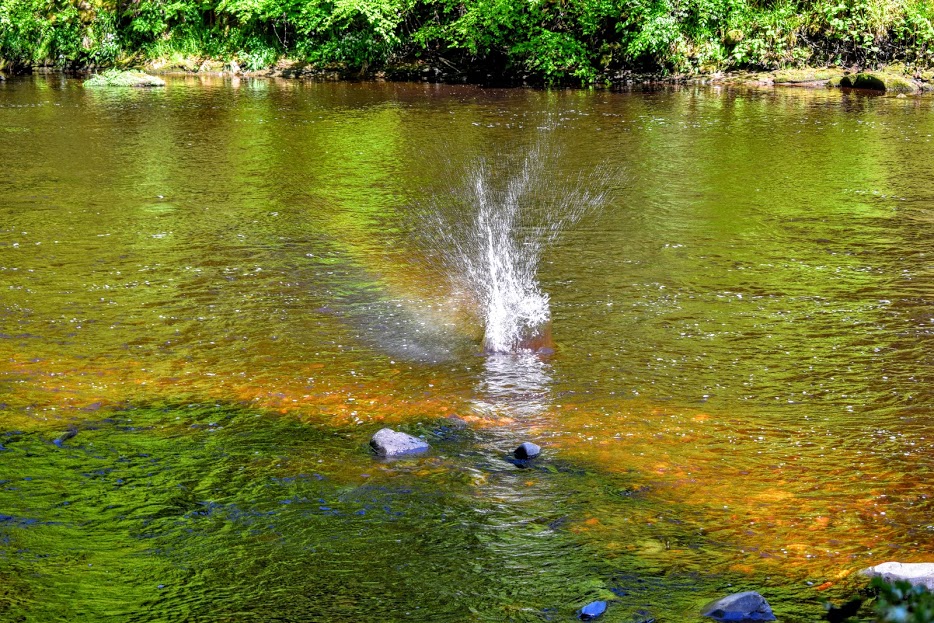 Splash from a stone having been thrown into the River Ayr