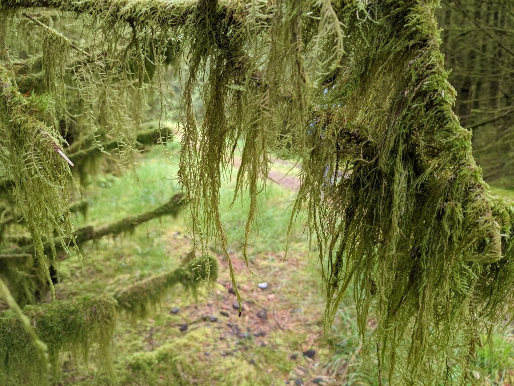 Tree branch covered in long moss