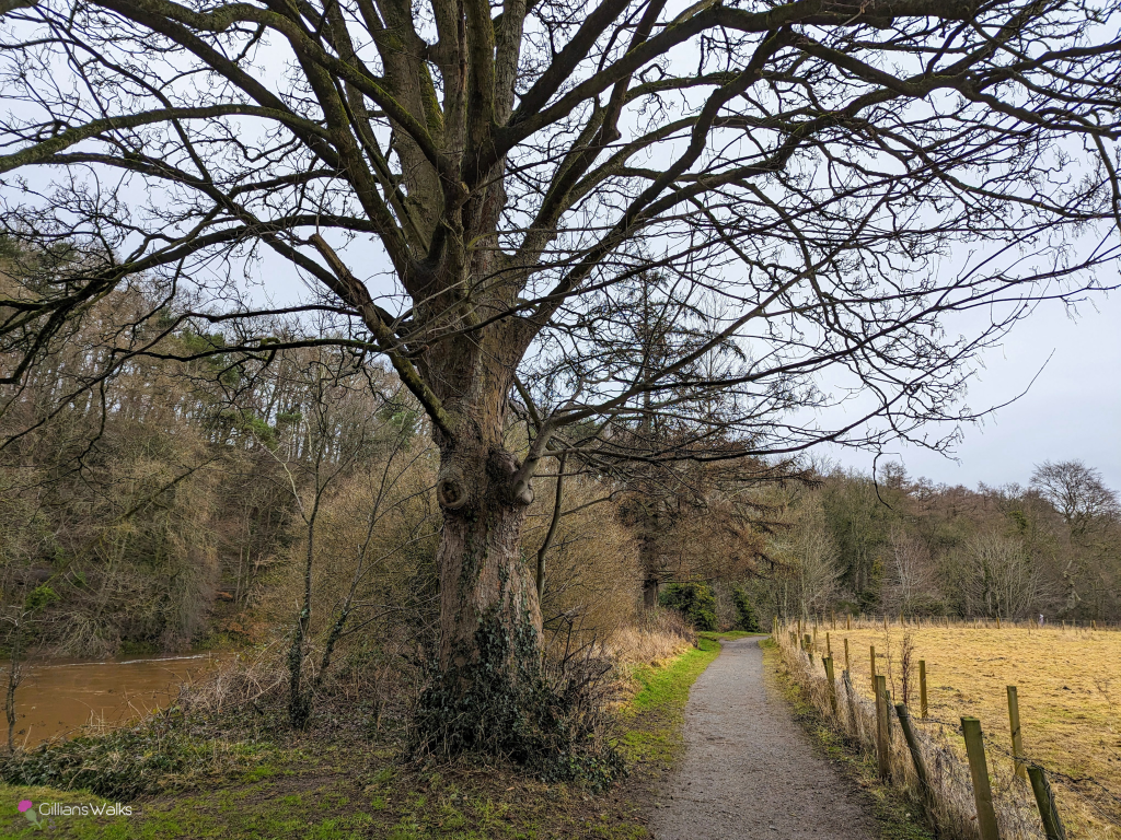 Gravel woodland footpath beside the River Ayr