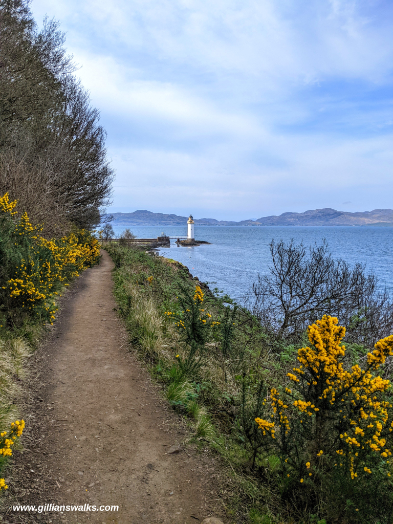 Gorse-lined footpath leading to Tobermory Lighthouse
