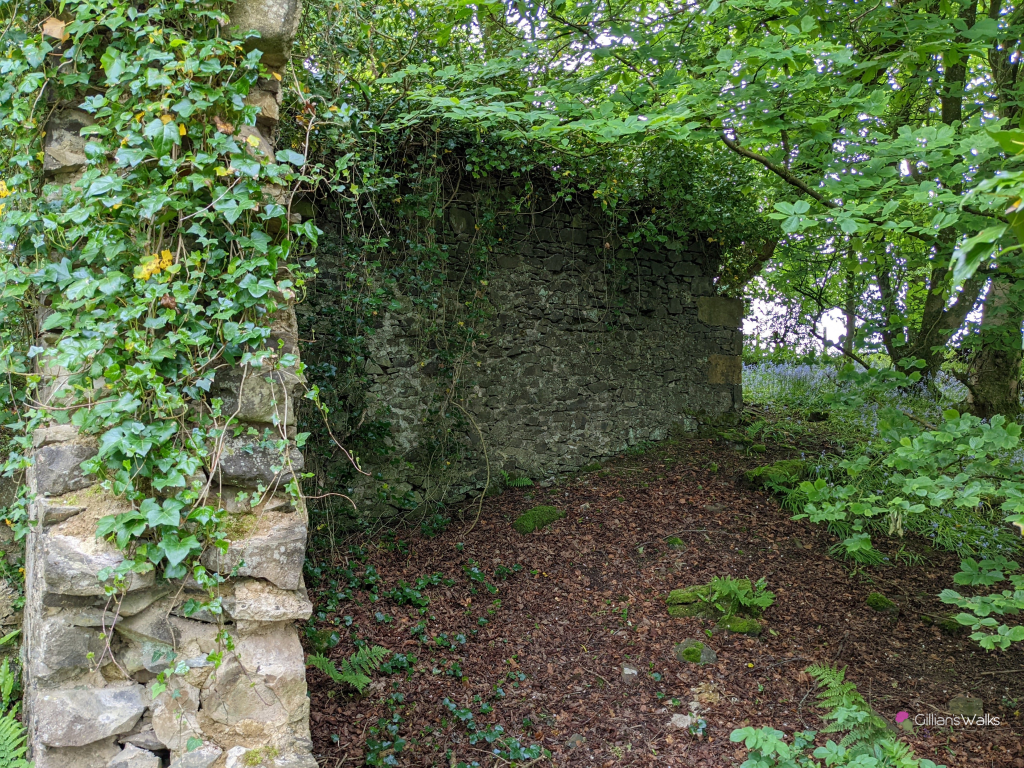 Close-up of the stone ruins of Templehouse, covered in ivy