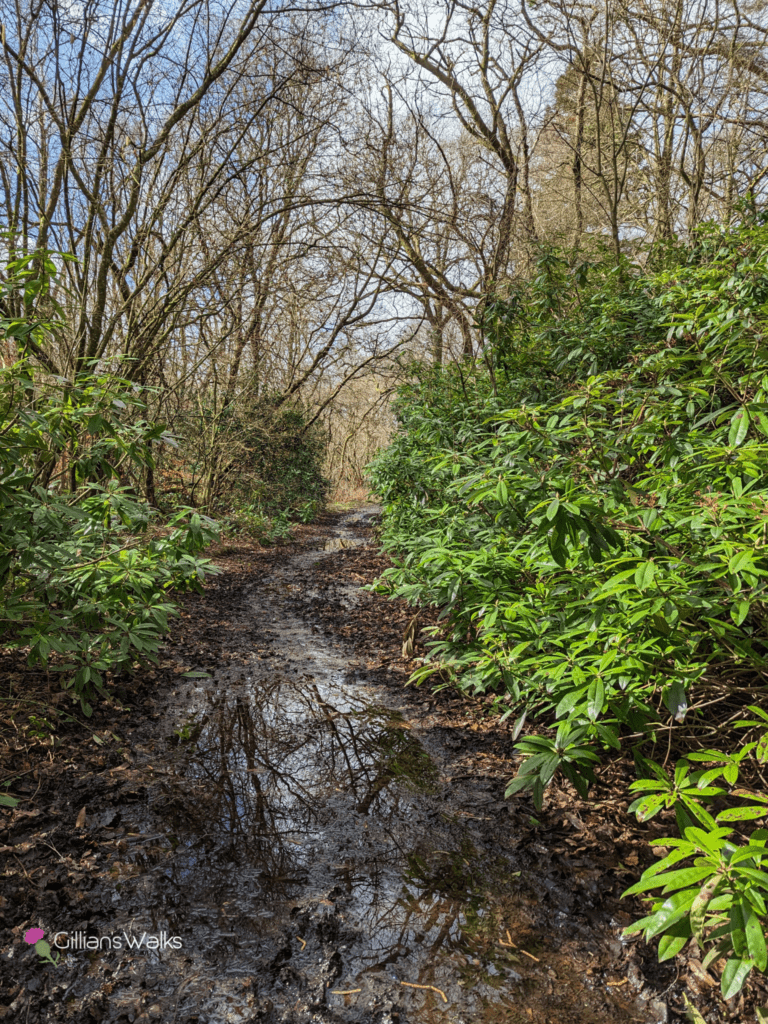 Boggy footpath lined with rhododendron bushes 