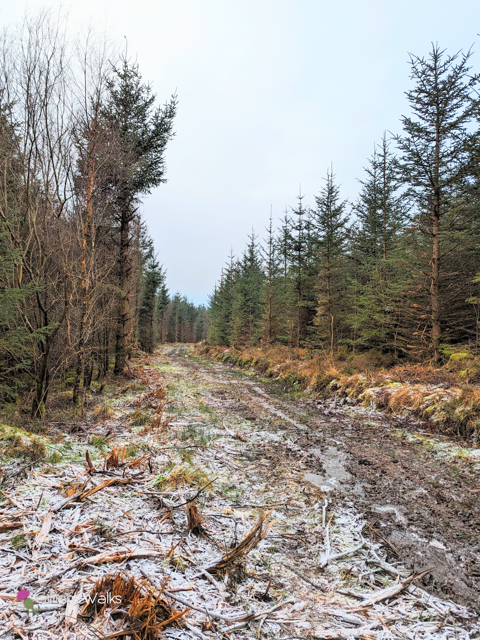 Forest clearing with shredded bit of trees on the boggy track